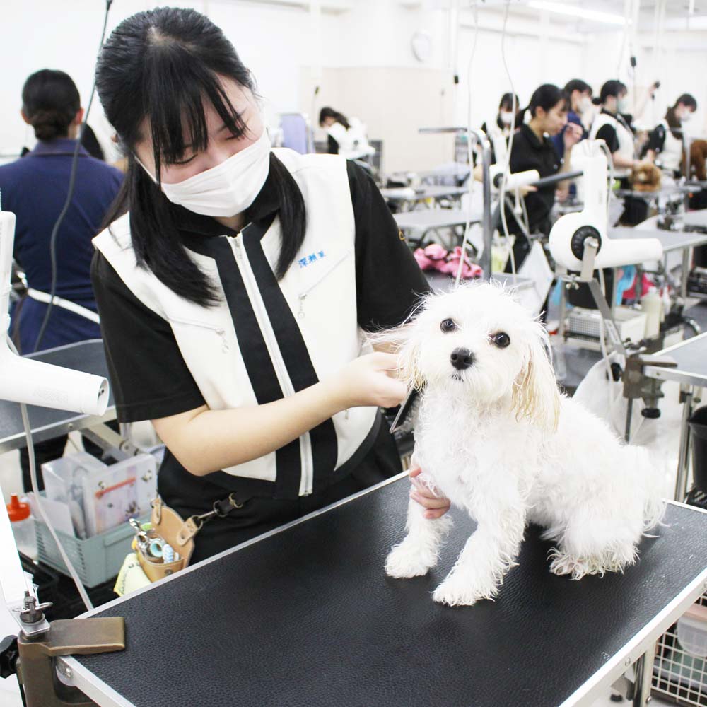 ２年生、お客様犬のトリミング☆